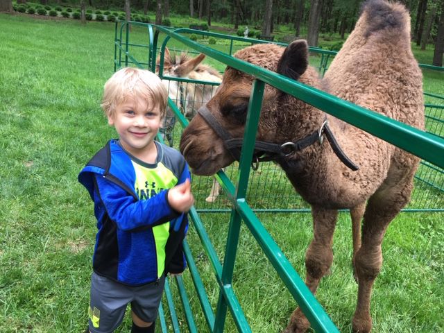 Petting zoo 3